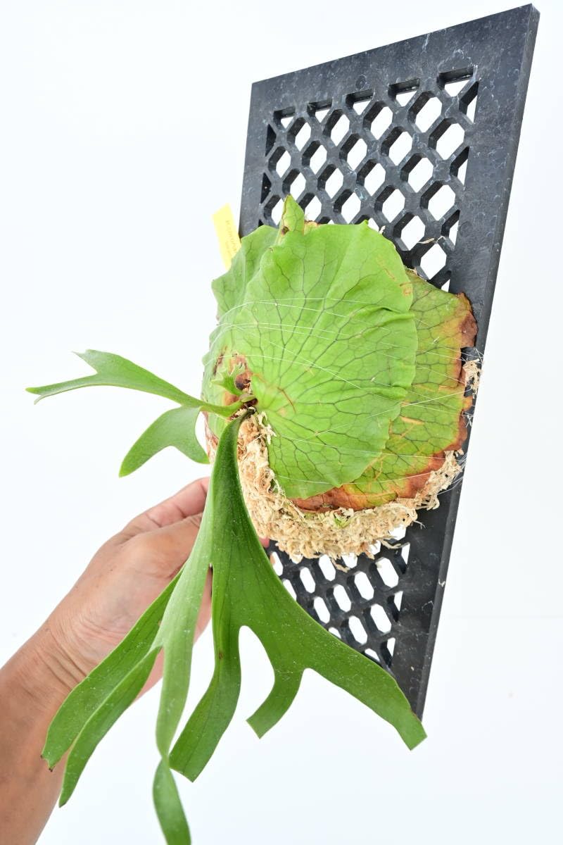 P.coronarium Philippines③ @bikamori.com コロナリウム ビカクシダ